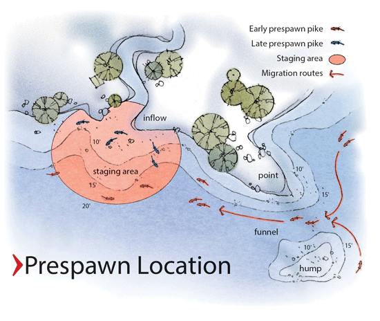 Where to find bass in the spring time