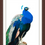 Thumbnail: Portrait of a Peacock
