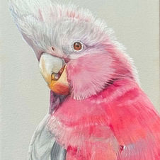 Pink galah painting by artist Hayley Kruger