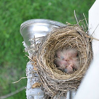 Sarah Snyder - Young Birds in Nest.jpg