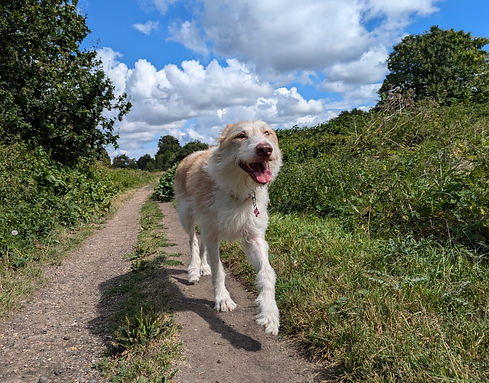 friendly dog daycare meet and greet in local park Suttong