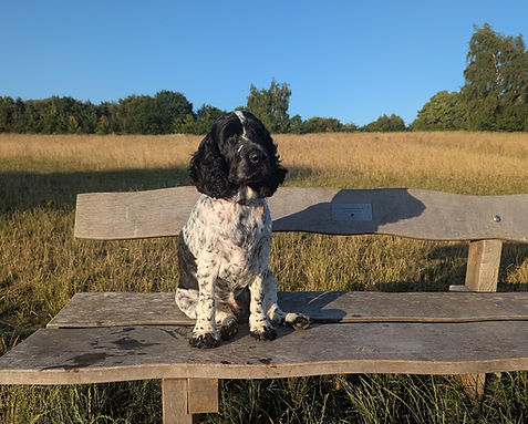dog relaxing after enrichment day at Scoobie Dogs daycare