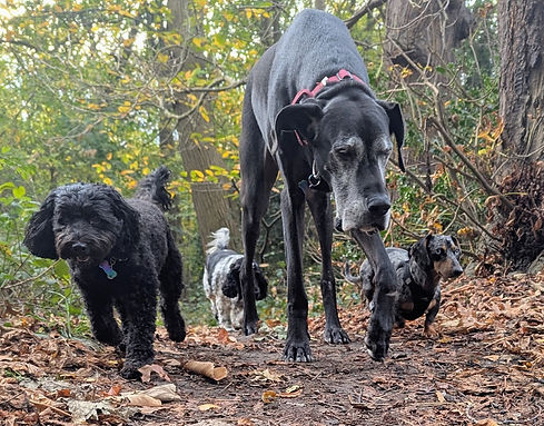 personalised dog daycare care with Scoobie Dogs Sutton