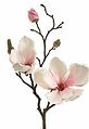 Magnolia branche_edited.jpg