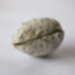 uma concha de cerâmica