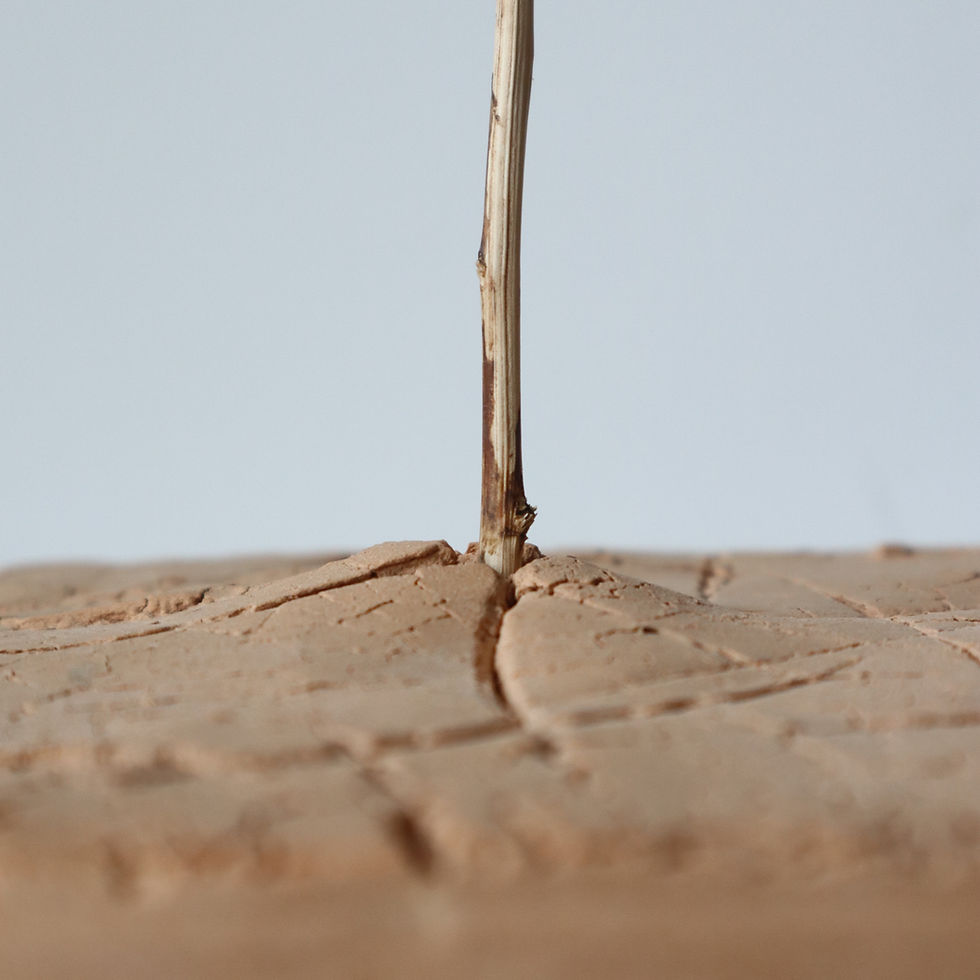 Miniatura: Terra Viva