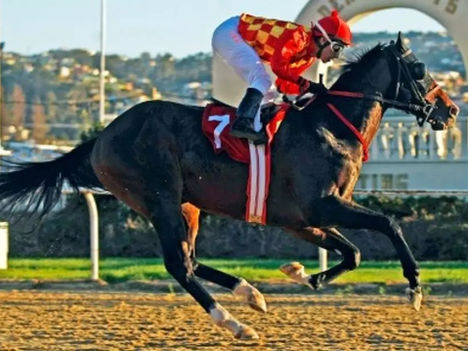 Río Azul se dio un festín de 17 cuerpos en Viña del Mar