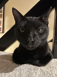 cat sitting Nottingham Long Eaton