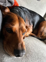 qualified pet sitter Wollaton Nottingham