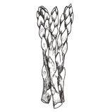 Asparagus