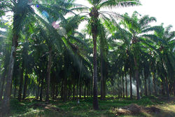 palm forest