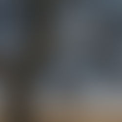 Bare tree with decaying apples.