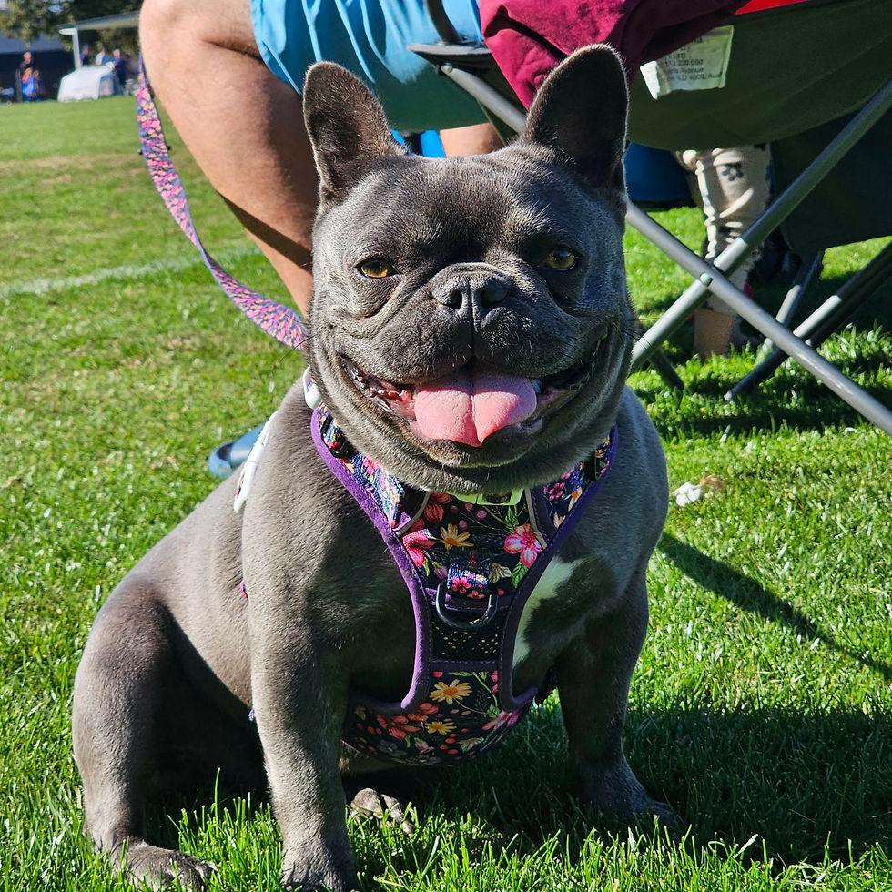 Happy blue French Bulldog sitting on green grass
