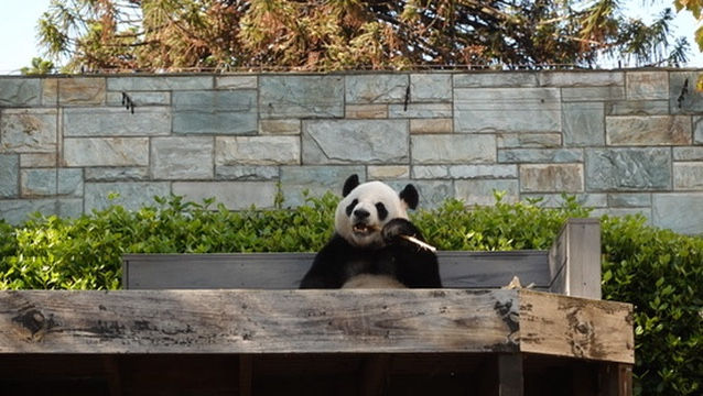 Panda having a nom :3