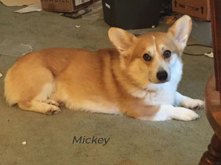 Mickey is headed to the 2026 PWCCA National Specialty for Rally.