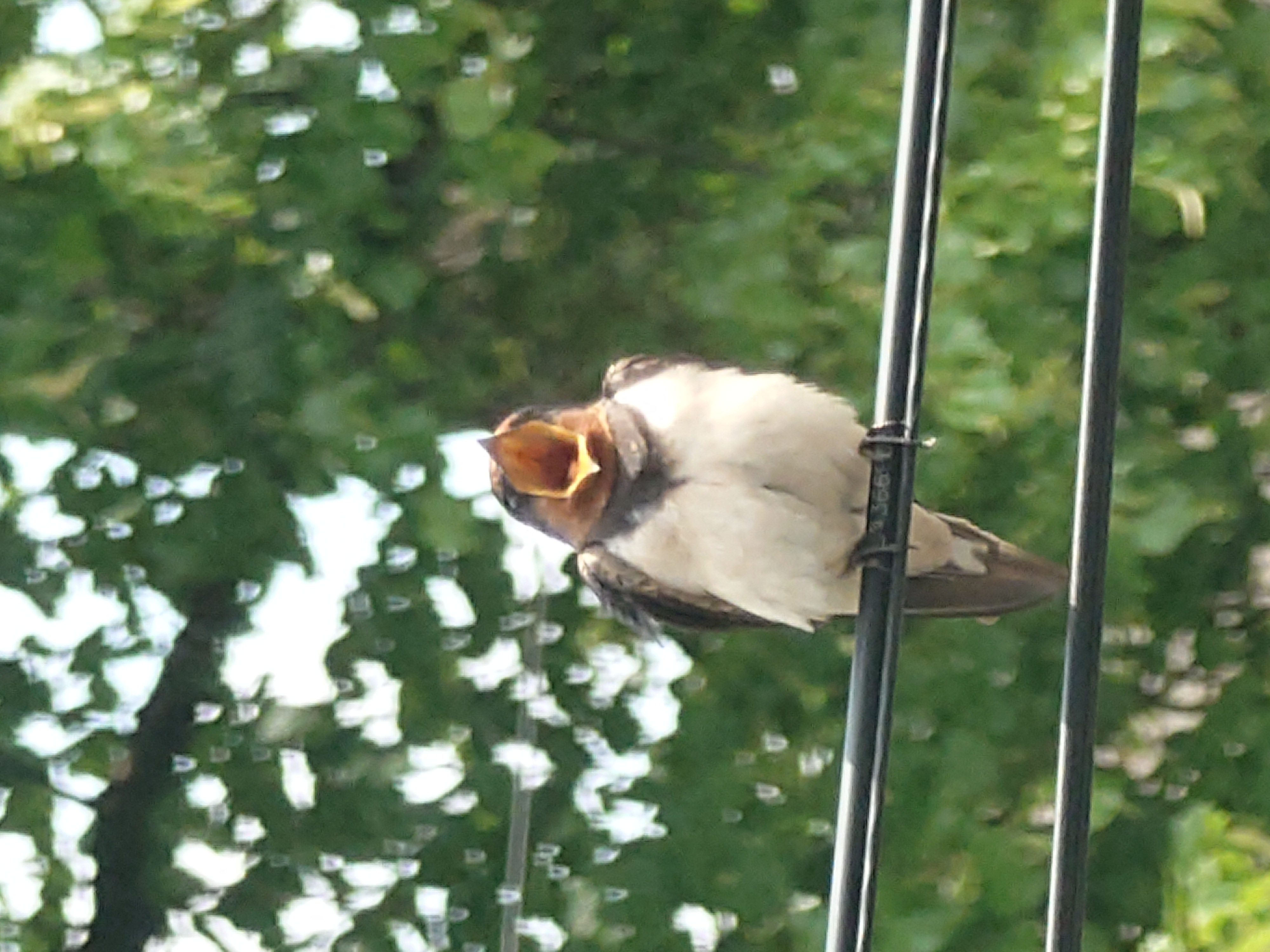 Like a Bird on a Wire