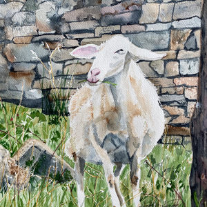 Shepherd's Best 2
