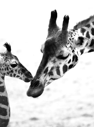 Giraffa madre e cucciolo si baciano teneramente in bianco e nero foto