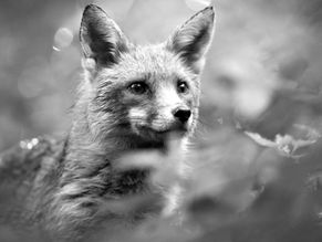 L'astuzia della volpe