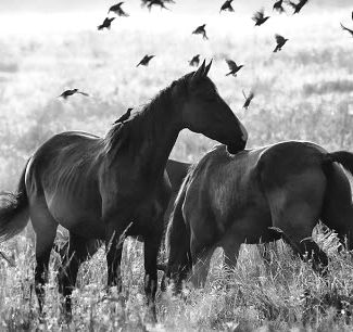 Due cavalli neri nel campo con uccelli che volano; foto recensione animale esercizio