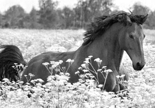 Cavallo marrone sdraiato in un campo di fiori bianchi, foto esercizio.