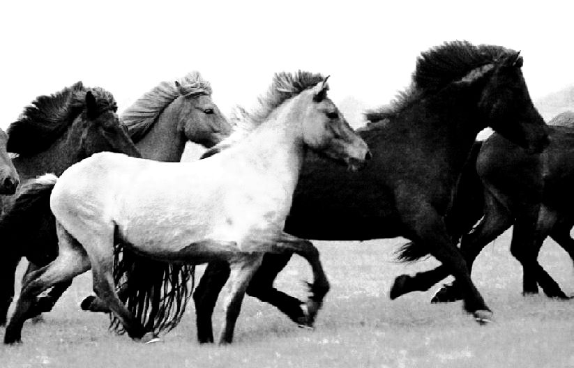 Branco di cavalli liberi in fuga