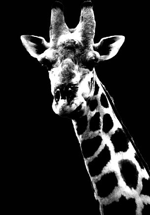 tumblr_mli68d9XTq1r4zr2vo2_r2_500[1]_edi