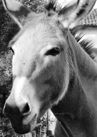 Asino in bianco e nero che guarda. Recensione animale Esercizio voce foto.
