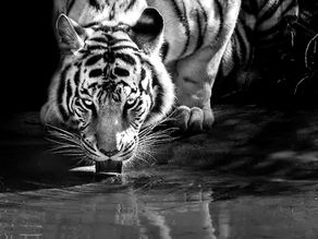 Tigre sinuosa che beve rispecchiandosi nell'acqua