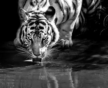 Tigre simboleggia il Blog di pelosoficamente un diario di bordo