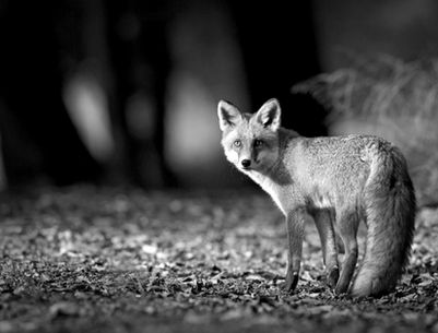 Dicono di noi... La volpe