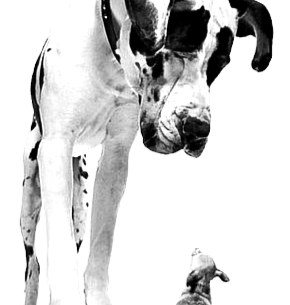 Cani: Alano e chiwawa... Pelosophìa... il punto di vista dell'altro... I 10 passi di Pelosophìa