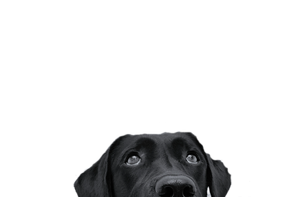 cane 3_edited.png