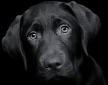 Cane nero