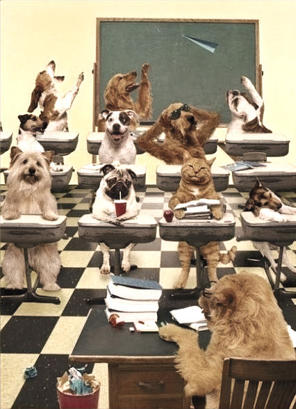 cani in classe dal Blog di Pelosoficamente Impara ad  Imparare