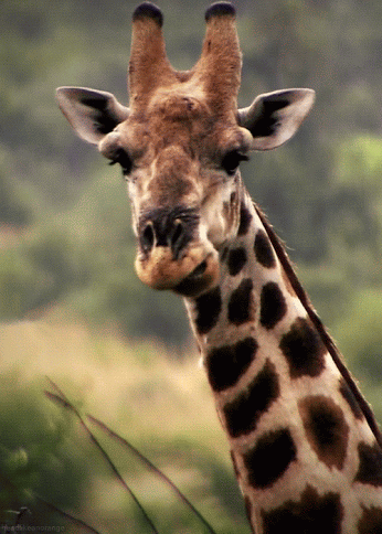Giraffa gift