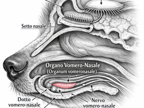 Organo di Jacobson