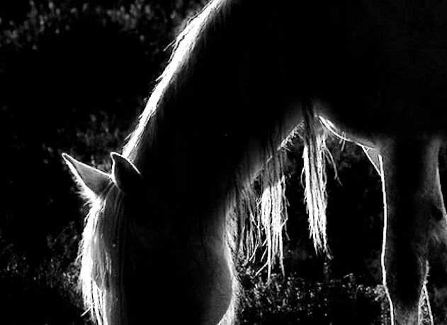 Cavallo bianco che mangia erba, recensione animale Esercizio voce foto.