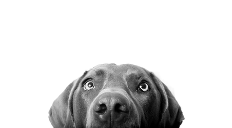 Cane grigio