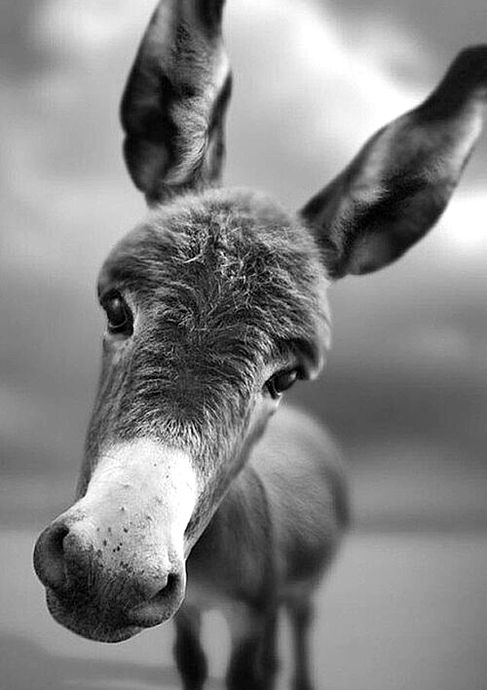 Primo piano di asino che guarda l'osservatore, foto recensione animale Esercizio voce.
