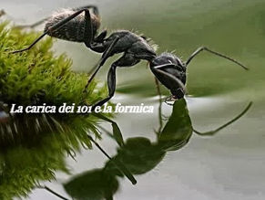 La carica dei 101 e la formica