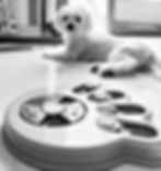 Espressione serena, appagata e soddisfatta ed  è la ricompensa perfetta dopo aver affrontato un estranea attività di Problem solving testando le sue abilità cognitive per raggiungere lo scopo e sentirsi appagata.