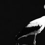 La storia della cicogna