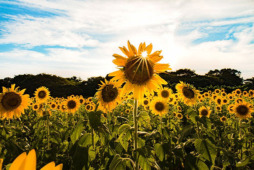 sunflower.jpg