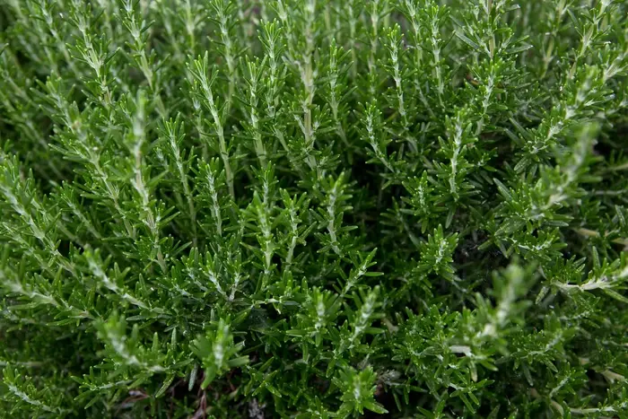 Rosemary, Officinalis