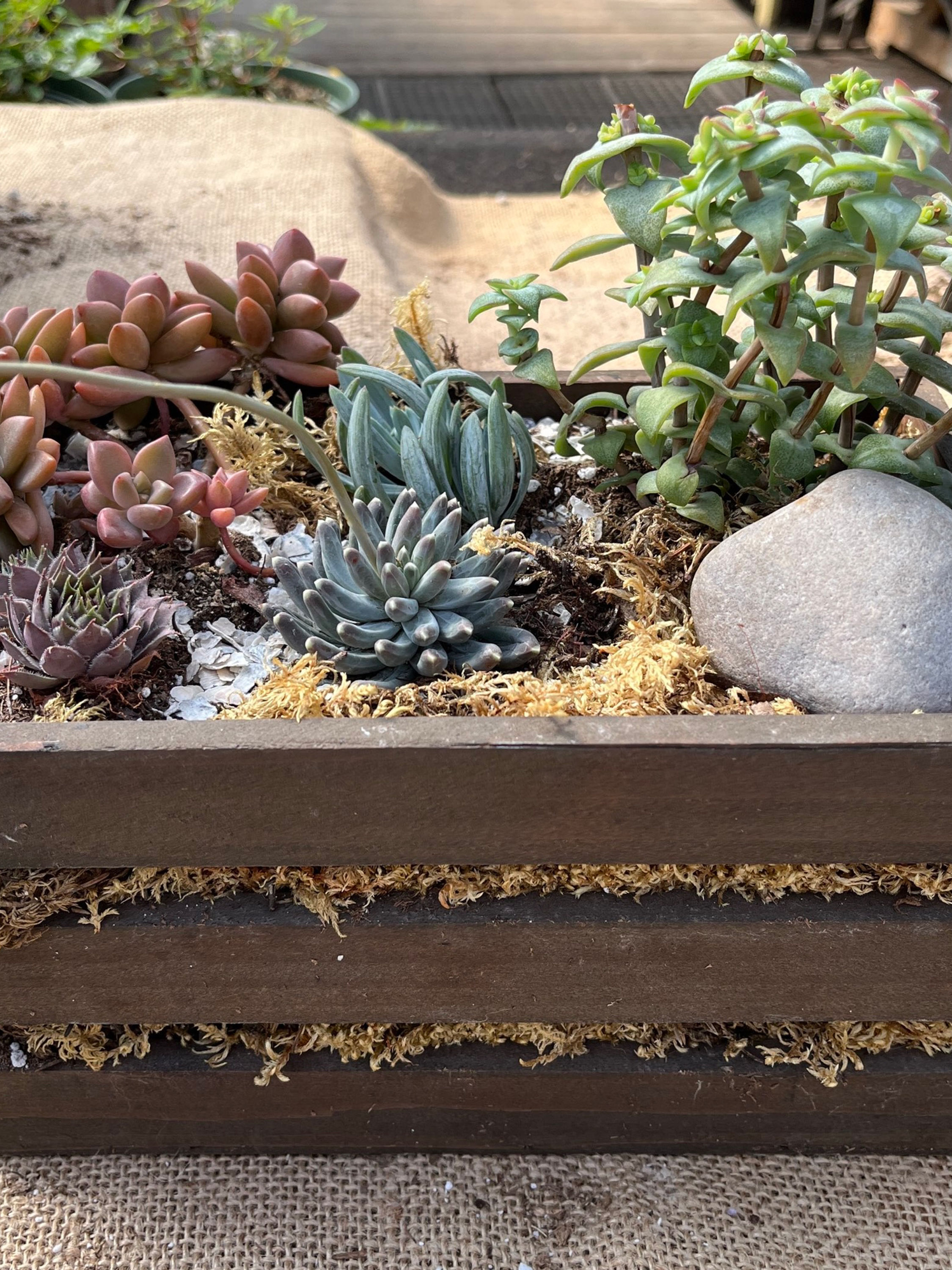 Crate of succulents 