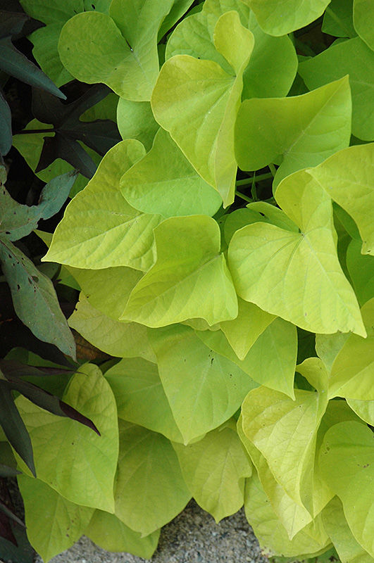 Sweet Potato Vine, Marguerite