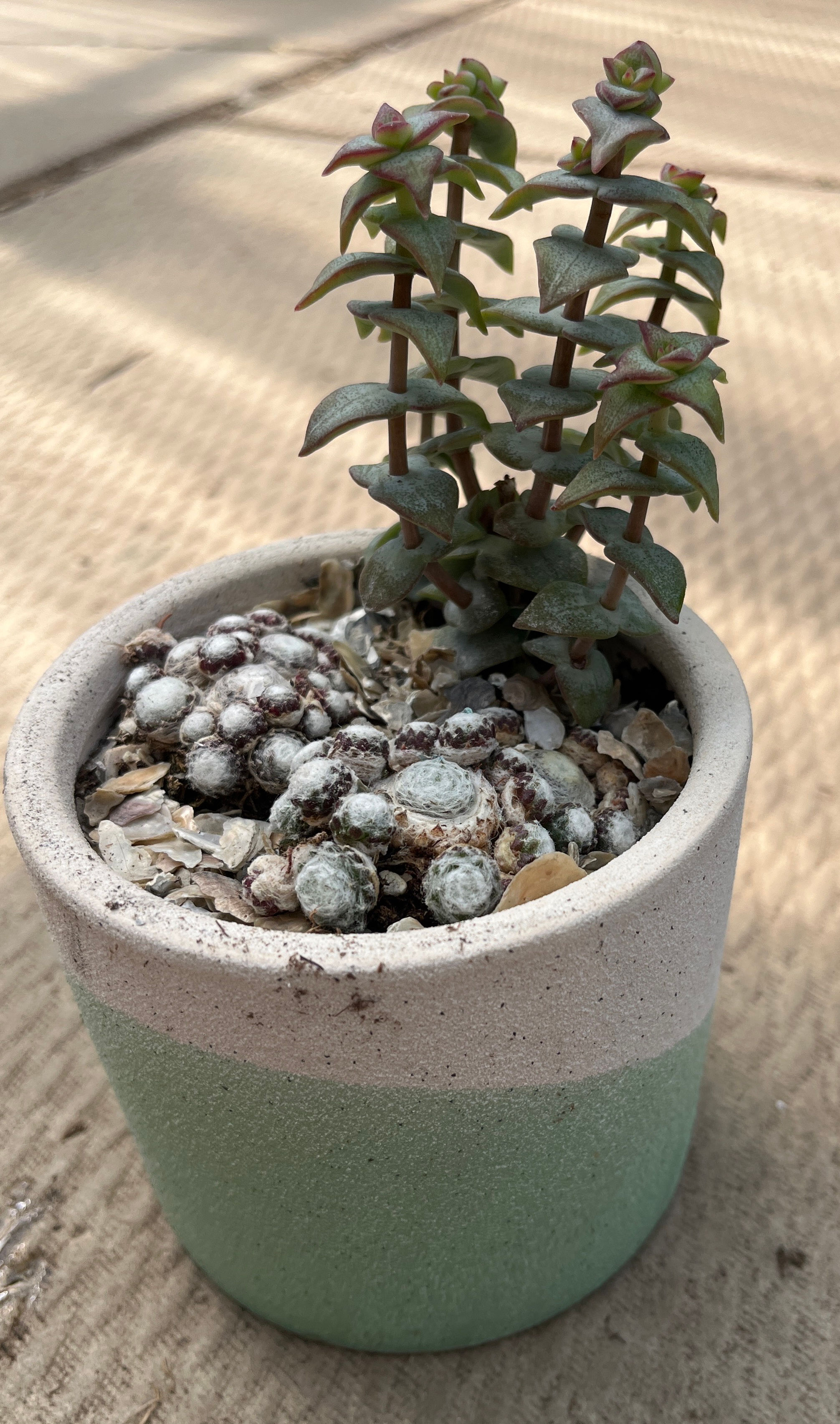 Small ceramic succulent 