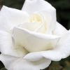 Thumbnail: Rose, Queen Mary