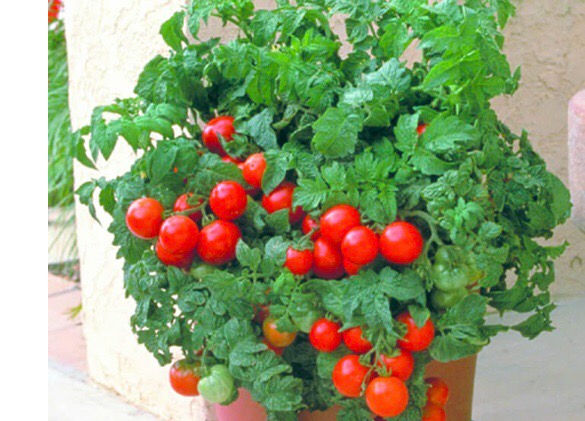 Tomato, Patio Hybrid in 3.5" pot